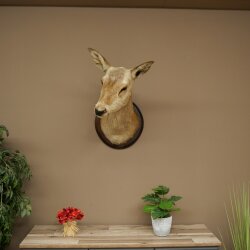 Cerf élaphe imparité 12 cors Tête dépaule Tête de cerf élaphe Préparation Hauteur 108 cm Cerf Tête