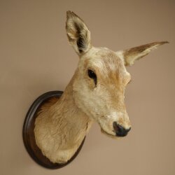 Cerf élaphe imparité 12 cors Tête dépaule Tête de cerf élaphe Préparation Hauteur 108 cm Cerf Tête