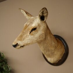 Cerf élaphe imparité 12 cors Tête dépaule Tête de cerf élaphe Préparation Hauteur 108 cm Cerf Tête