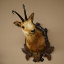 Tête de chamois Chamois Tête de chamois Chamois SL 17,5 cm Tête Préparation Tête sur plaque de trophée 85.13.69