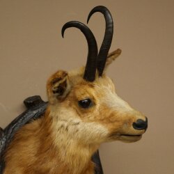 Tête de chamois Chamois Tête de chamois Chamois SL 17,5 cm Tête Préparation Tête sur plaque de trophée 85.13.69