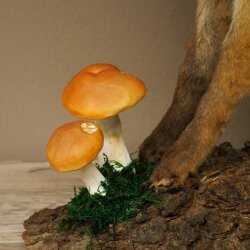Wolpertinger Wolpi Fuchs mit Gamshörnern Drachenfuchs grüner Schwanz Präparat Fabelwesen