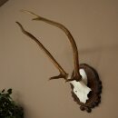 Rothirschgeweih ung. 6 ender Hirsch Höhe 50 cm Hirschgeweih Geweih auf geschnitztem Trophäenschild