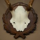 Rothirschgeweih ung. 6 ender Hirsch Höhe 50 cm Hirschgeweih Geweih auf geschnitztem Trophäenschild