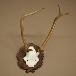 Rothirschgeweih ung. 6 ender Hirsch Höhe 50 cm Hirschgeweih Geweih auf geschnitztem Trophäenschild