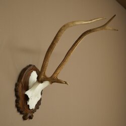 Rothirschgeweih ung. 6 ender Hirsch Höhe 50 cm Hirschgeweih Geweih auf geschnitztem Trophäenschild