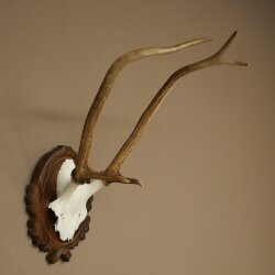 Rothirschgeweih ung. 6 ender Hirsch Höhe 50 cm Hirschgeweih Geweih auf geschnitztem Trophäenschild