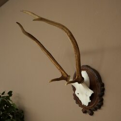 Rothirschgeweih ung. 6 ender Hirsch Höhe 50 cm Hirschgeweih Geweih auf geschnitztem Trophäenschild