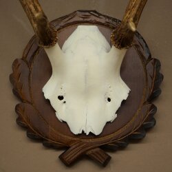 Rothirschgeweih ung. 6 ender Hirsch Höhe 50 cm Hirschgeweih Geweih auf geschnitztem Trophäenschild
