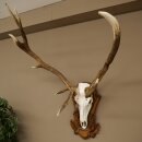 Rothirschgeweih abnormer ung. 14 ender Hirsch Medaille bronzefarben Höhe 118 cm Hirschgeweih Geweih auf geschnitztem Trophäenschild #66