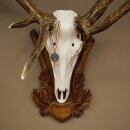 Rothirschgeweih abnormer ung. 14 ender Hirsch Medaille bronzefarben Höhe 118 cm Hirschgeweih Geweih auf geschnitztem Trophäenschild #66
