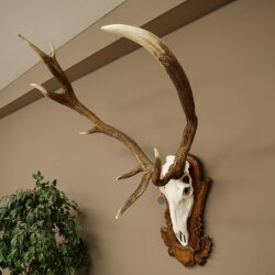 Rothirschgeweih abnormer ung. 14 ender Hirsch Medaille bronzefarben Höhe 118 cm Hirschgeweih Geweih auf geschnitztem Trophäenschild #66