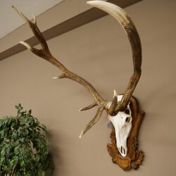 Rothirschgeweih abnormer ung. 14 ender Hirsch Medaille bronzefarben Höhe 118 cm Hirschgeweih Geweih auf geschnitztem Trophäenschild #66