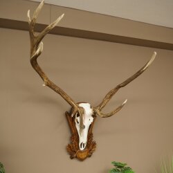 Rothirschgeweih abnormer ung. 14 ender Hirsch Medaille bronzefarben Höhe 118 cm Hirschgeweih Geweih auf geschnitztem Trophäenschild #66