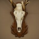 Rothirschgeweih 14 ender Hirsch Höhe 104 cm Hirschgeweih Geweih auf geschnitztem Trophäenschild #67