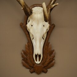Rothirschgeweih 14 ender Hirsch Höhe 104 cm Hirschgeweih Geweih auf geschnitztem Trophäenschild #67