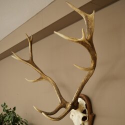 Rothirschgeweih 14 ender Hirsch Höhe 104 cm Hirschgeweih Geweih auf geschnitztem Trophäenschild #67