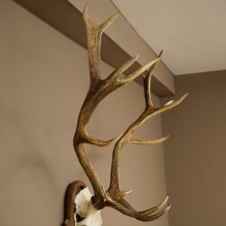 Rothirschgeweih 14 ender Hirsch Höhe 104 cm Hirschgeweih Geweih auf geschnitztem Trophäenschild #67