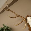 Rothirschgeweih ung. 12 ender Hirsch Medaille bronzefarben Höhe 114 cm Hirschgeweih Geweih auf geschnitztem Trophäenschild #68