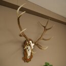 Rothirschgeweih ung. 12 ender Hirsch Medaille bronzefarben Höhe 114 cm Hirschgeweih Geweih auf geschnitztem Trophäenschild #68