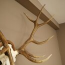 Rothirschgeweih ung. 12 ender Hirsch Medaille bronzefarben Höhe 114 cm Hirschgeweih Geweih auf geschnitztem Trophäenschild #68