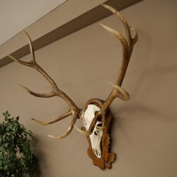Rothirschgeweih ung. 12 ender Hirsch Medaille bronzefarben Höhe 114 cm Hirschgeweih Geweih auf geschnitztem Trophäenschild #68