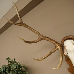 Rothirschgeweih ung. 12 ender Hirsch Medaille bronzefarben Höhe 114 cm Hirschgeweih Geweih auf geschnitztem Trophäenschild #68