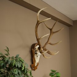 Rothirschgeweih ung. 12 ender Hirsch Medaille bronzefarben Höhe 114 cm Hirschgeweih Geweih auf geschnitztem Trophäenschild #68