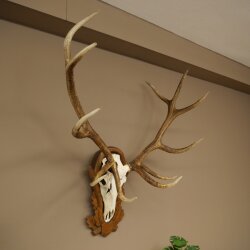 Rothirschgeweih ung. 12 ender Hirsch Medaille bronzefarben Höhe 114 cm Hirschgeweih Geweih auf geschnitztem Trophäenschild #68