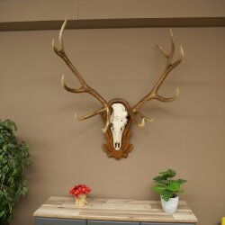 Rothirschgeweih ung. 12 ender Hirsch Medaille bronzefarben Höhe 114 cm Hirschgeweih Geweih auf geschnitztem Trophäenschild #68