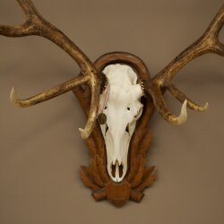 Rothirschgeweih ung. 12 ender Hirsch Medaille bronzefarben Höhe 114 cm Hirschgeweih Geweih auf geschnitztem Trophäenschild #68