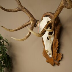 Rothirschgeweih ung. 12 ender Hirsch Medaille bronzefarben Höhe 114 cm Hirschgeweih Geweih auf geschnitztem Trophäenschild #68