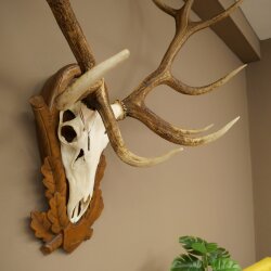 Rothirschgeweih ung. 12 ender Hirsch Medaille bronzefarben Höhe 114 cm Hirschgeweih Geweih auf geschnitztem Trophäenschild #68