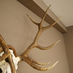 Rothirschgeweih ung. 12 ender Hirsch Medaille bronzefarben Höhe 114 cm Hirschgeweih Geweih auf geschnitztem Trophäenschild #68
