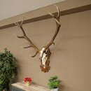 Rothirschgeweih ung. 12 ender Hirsch Medaille bronzefarben Höhe 130 cm Hirschgeweih Geweih auf geschnitztem Trophäenschild #69