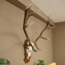 Rothirschgeweih ung. 12 ender Hirsch Medaille bronzefarben Höhe 130 cm Hirschgeweih Geweih auf geschnitztem Trophäenschild #69