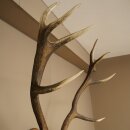 Rothirschgeweih ung. 12 ender Hirsch Medaille bronzefarben Höhe 130 cm Hirschgeweih Geweih auf geschnitztem Trophäenschild #69