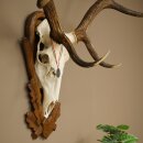 Rothirschgeweih ung. 12 ender Hirsch Medaille bronzefarben Höhe 130 cm Hirschgeweih Geweih auf geschnitztem Trophäenschild #69
