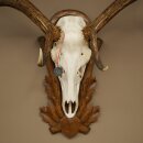 Rothirschgeweih ung. 12 ender Hirsch Medaille bronzefarben Höhe 130 cm Hirschgeweih Geweih auf geschnitztem Trophäenschild #69