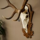Rothirschgeweih ung. 12 ender Hirsch Medaille bronzefarben Höhe 130 cm Hirschgeweih Geweih auf geschnitztem Trophäenschild #69