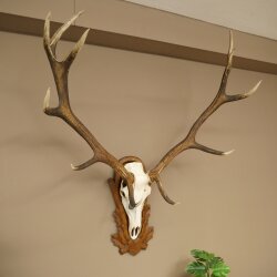 Rothirschgeweih ung. 12 ender Hirsch Medaille bronzefarben Höhe 130 cm Hirschgeweih Geweih auf geschnitztem Trophäenschild #69