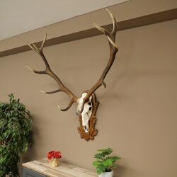 Rothirschgeweih ung. 12 ender Hirsch Medaille bronzefarben Höhe 130 cm Hirschgeweih Geweih auf geschnitztem Trophäenschild #69