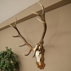 Rothirschgeweih ung. 12 ender Hirsch Medaille bronzefarben Höhe 130 cm Hirschgeweih Geweih auf geschnitztem Trophäenschild #69
