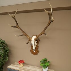Rothirschgeweih ung. 12 ender Hirsch Medaille bronzefarben Höhe 130 cm Hirschgeweih Geweih auf geschnitztem Trophäenschild #69