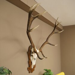 Rothirschgeweih ung. 12 ender Hirsch Medaille bronzefarben Höhe 130 cm Hirschgeweih Geweih auf geschnitztem Trophäenschild #69