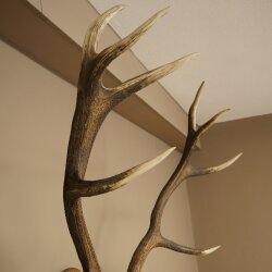 Rothirschgeweih ung. 12 ender Hirsch Medaille bronzefarben Höhe 130 cm Hirschgeweih Geweih auf geschnitztem Trophäenschild #69