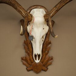 Rothirschgeweih ung. 12 ender Hirsch Medaille bronzefarben Höhe 130 cm Hirschgeweih Geweih auf geschnitztem Trophäenschild #69
