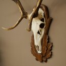 Rothirschgeweih 8 ender Hirsch Höhe 116 cm Hirschgeweih Geweih auf geschnitztem Trophäenschild #70