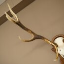 Rothirschgeweih 8 ender Hirsch Höhe 116 cm Hirschgeweih Geweih auf geschnitztem Trophäenschild #70