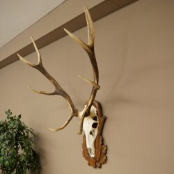Rothirschgeweih 8 ender Hirsch Höhe 116 cm Hirschgeweih Geweih auf geschnitztem Trophäenschild #70